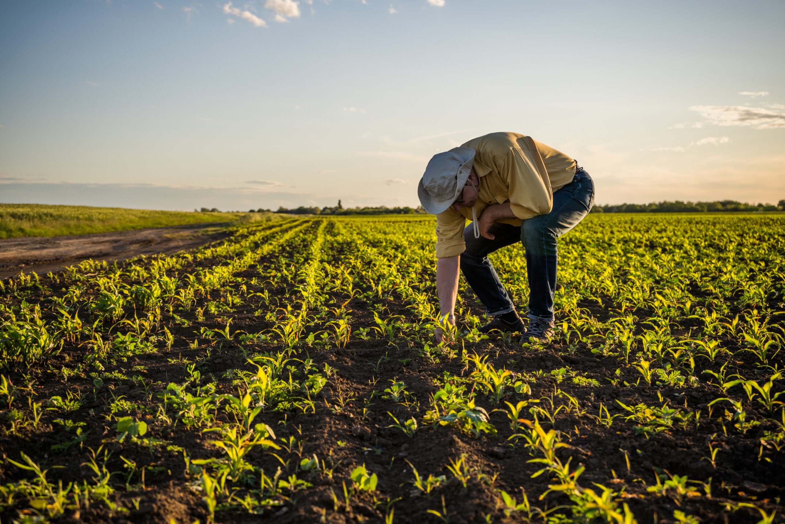 hombre en cultivo agricola